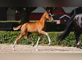 Zweeds warmbloed, Merrie, Veulen (05/2026), Vos