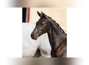 Zweeds warmbloed, Merrie, Veulen (05/2026), Zwart