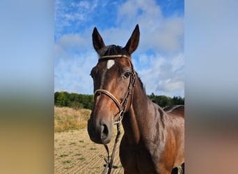 Zweeds warmbloed Mix, Ruin, 10 Jaar, 162 cm, Donkerbruin