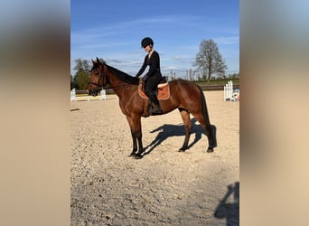 Zweeds warmbloed Mix, Ruin, 10 Jaar, 163 cm, Lichtbruin