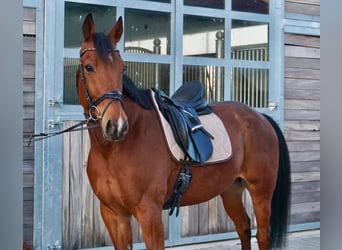 Zweeds warmbloed Mix, Ruin, 10 Jaar, 163 cm, Lichtbruin