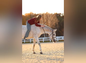 Zweeds warmbloed, Ruin, 14 Jaar, 170 cm, Schimmel