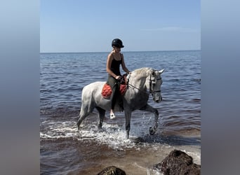 Zweeds warmbloed, Ruin, 14 Jaar, 170 cm, Schimmel