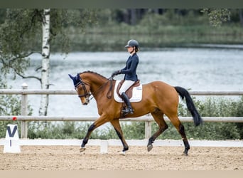 Zweeds warmbloed, Ruin, 16 Jaar, 170 cm, Brauner