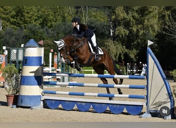 Zweeds warmbloed, Ruin, 19 Jaar, Bruin