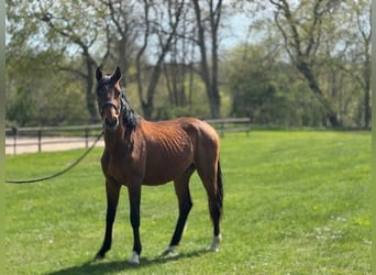 Zweeds warmbloed, Ruin, 2 Jaar, 167 cm, Roodbruin