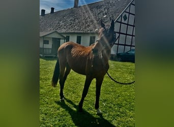 Zweeds warmbloed, Ruin, 2 Jaar, 167 cm, Roodbruin