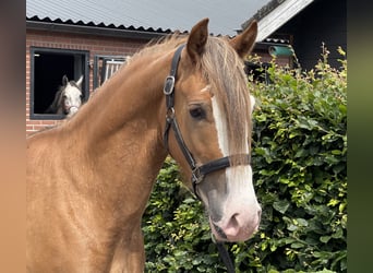 Zweeds warmbloed, Ruin, 3 Jaar, 155 cm, Donkere-vos