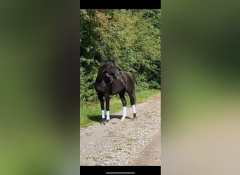 Zweeds warmbloed, Ruin, 3 Jaar, 168 cm, Donkerbruin