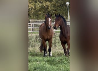 Zweeds warmbloed, Ruin, 3 Jaar, 170 cm, Roodbruin