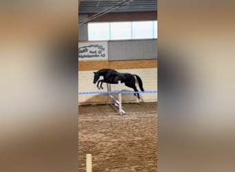 Schwedisches Warmblut, Wallach, 3 Jahre, 172 cm, Rappe