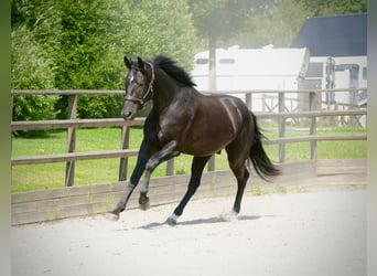 Zweeds warmbloed, Ruin, 3 Jaar, 174 cm, Zwart