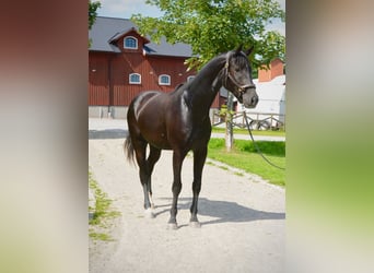 Zweeds warmbloed, Ruin, 3 Jaar, 174 cm, Zwart