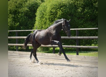 Zweeds warmbloed, Ruin, 3 Jaar, 174 cm, Zwart