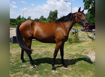 Zweeds warmbloed Mix, Ruin, 4 Jaar, 162 cm, Bruin