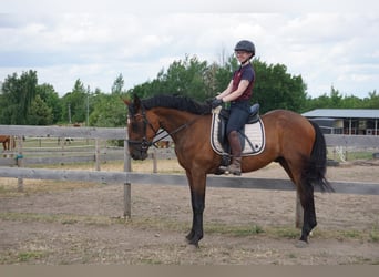 Zweeds warmbloed Mix, Ruin, 4 Jaar, 162 cm, Bruin
