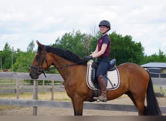 Zweeds warmbloed Mix, Ruin, 4 Jaar, 162 cm, Bruin