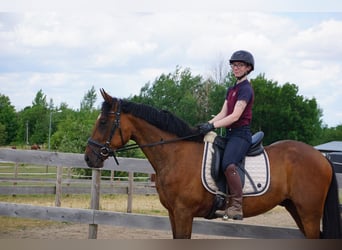 Zweeds warmbloed Mix, Ruin, 4 Jaar, 162 cm, Bruin