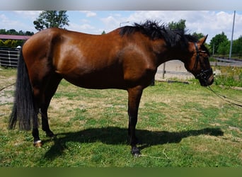 Zweeds warmbloed Mix, Ruin, 4 Jaar, 162 cm, Bruin
