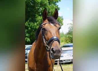 Zweeds warmbloed Mix, Ruin, 4 Jaar, 162 cm, Bruin