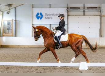 Zweeds warmbloed, Ruin, 4 Jaar, 173 cm, Donkere-vos