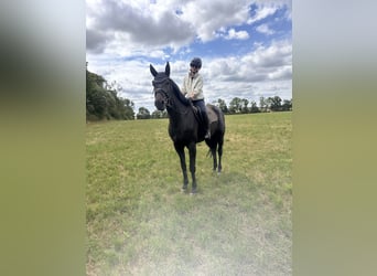 Zweeds warmbloed Mix, Ruin, 5 Jaar, 160 cm, Donkerbruin