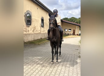 Zweeds warmbloed Mix, Ruin, 5 Jaar, 160 cm, Donkerbruin