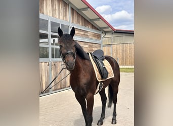 Zweeds warmbloed Mix, Ruin, 5 Jaar, 160 cm, Donkerbruin
