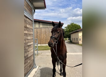 Zweeds warmbloed Mix, Ruin, 5 Jaar, 160 cm, Donkerbruin