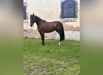 Zweeds warmbloed Mix, Ruin, 5 Jaar, 162 cm, Bruin