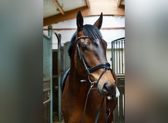 Zweeds warmbloed Mix, Ruin, 5 Jaar, 163 cm, Bruin