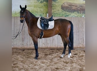 Zweeds warmbloed Mix, Ruin, 5 Jaar, 163 cm, Bruin