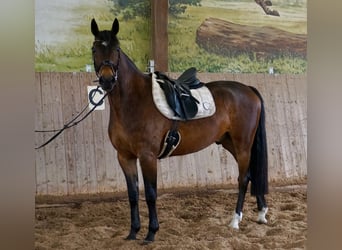 Zweeds warmbloed Mix, Ruin, 5 Jaar, 163 cm, Bruin