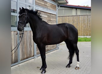 Zweeds warmbloed Mix, Ruin, 5 Jaar, 163 cm, Donkerbruin
