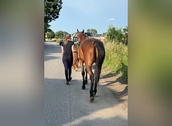 Schwedisches Warmblut, Wallach, 5 Jahre, 164 cm, Brauner