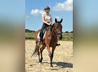 Schwedisches Warmblut, Wallach, 5 Jahre, 164 cm, Brauner