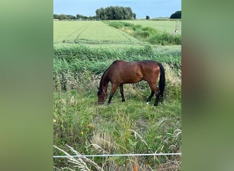 Schwedisches Warmblut, Wallach, 5 Jahre, 164 cm, Brauner