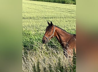 Schwedisches Warmblut, Wallach, 5 Jahre, 164 cm, Brauner