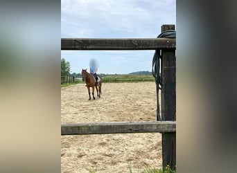 Schwedisches Warmblut, Wallach, 5 Jahre, 164 cm, Brauner