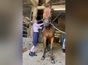 Schwedisches Warmblut, Wallach, 5 Jahre, 164 cm, Brauner