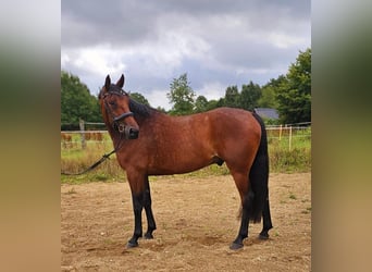 Zweeds warmbloed Mix, Ruin, 5 Jaar, 165 cm, Bruin