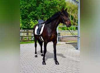 Zweeds warmbloed Mix, Ruin, 5 Jaar, 166 cm, Donkerbruin