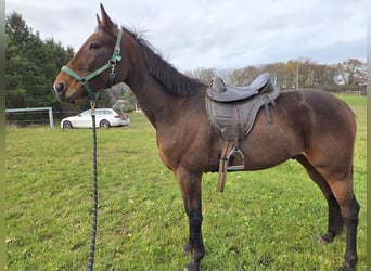 Zweeds warmbloed, Ruin, 6 Jaar, 163 cm, Bruin