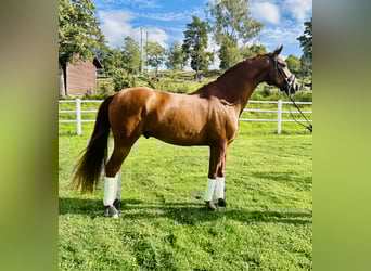Zweeds warmbloed, Ruin, 6 Jaar, 165 cm, Roodvos