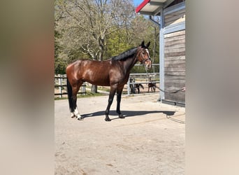 Zweeds warmbloed Mix, Ruin, 7 Jaar, 164 cm, Donkerbruin