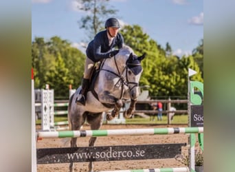 Zweeds warmbloed, Ruin, 7 Jaar, 165 cm, Brown Falb schimmel