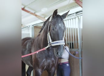 Schwedisches Warmblut, Wallach, 7 Jahre, 175 cm, Falbe