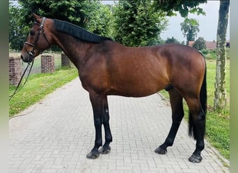 Zweeds warmbloed, Ruin, 9 Jaar, 167 cm, Bruin