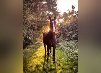Zweibrucker, Caballo castrado, 11 años, 165 cm, Castaño