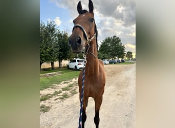 Zweibrucker, Caballo castrado, 12 años, 166 cm, Castaño oscuro